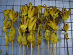 Mumsiga squids.