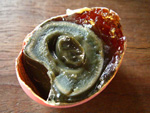 Ruttet ägg.