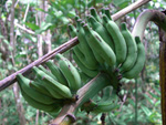 Söta gröna bananer.