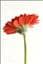 Flashia